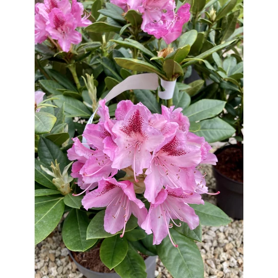 Havasszépe (rhododendron) rózsaszin