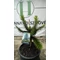Chilei fenyő (Araucaria) 40 cm