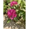 Havasszépe (rhododendron) lila