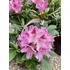 Kép 1/2 - Havasszépe (rhododendron) rózsaszin